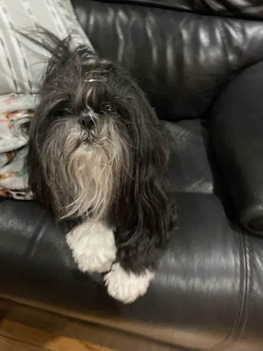 Mass Veterinary Services Inc Picture 5