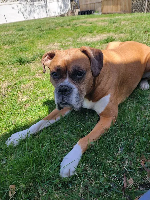 Mass Veterinary Services Inc Picture 9