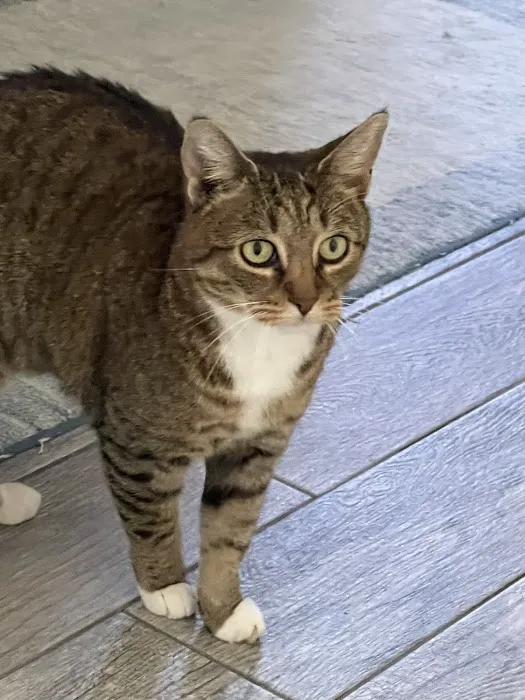 Mass Veterinary Services Inc Picture 4