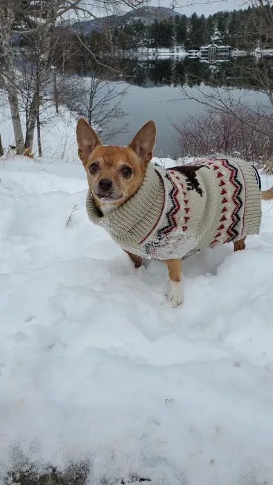 Mass Veterinary Services Inc Picture 6