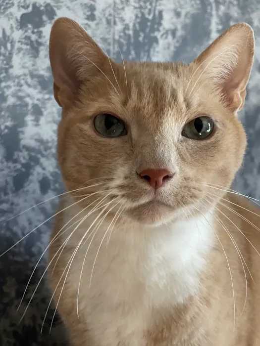 Mass Veterinary Services Inc Picture 8