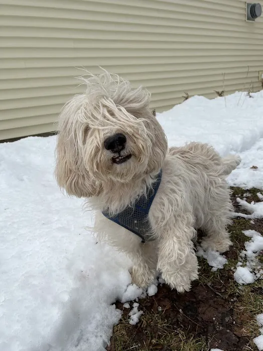 Mass Veterinary Services Inc Picture 10