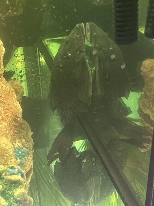 Nation Wide Aquatics Picture 10