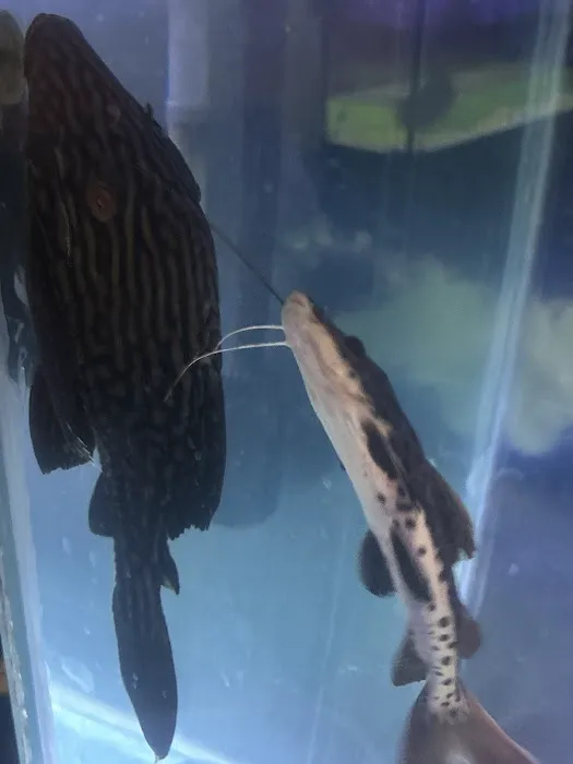 Nation Wide Aquatics Picture 2