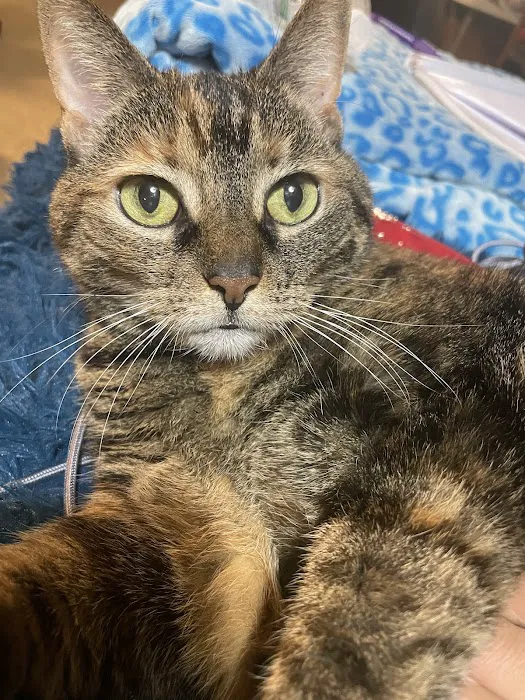 West Springfield Veterinary Clinic Picture 3