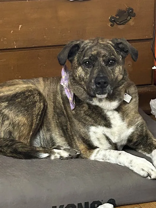 West Springfield Veterinary Clinic Picture 2