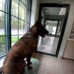 West Springfield Veterinary Clinic