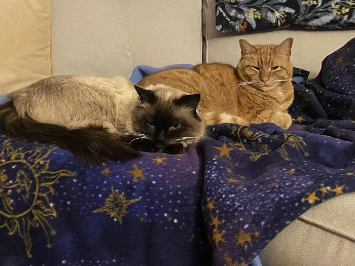 West Springfield Veterinary Clinic Picture 7