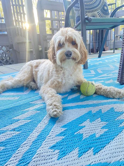 West Springfield Veterinary Clinic Picture 8