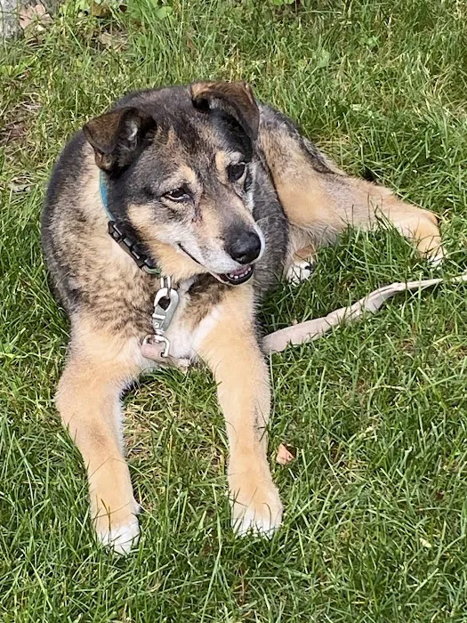 West Springfield Veterinary Clinic Picture 5