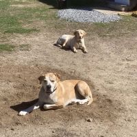 Hardwick Pond Vet Center ico