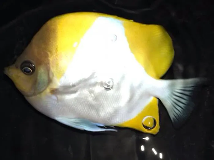 Rob's Aquatics Picture 4