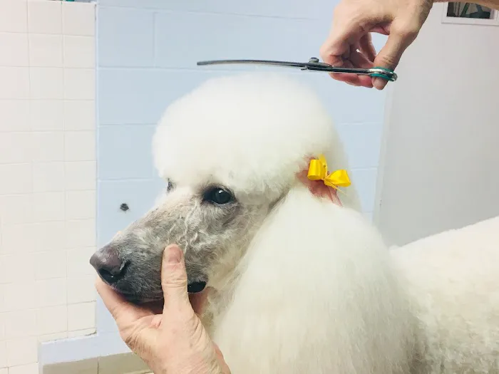 VCA Wickaboag Animal Hospital Picture 5