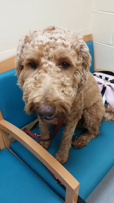 VCA Wickaboag Animal Hospital Picture 4