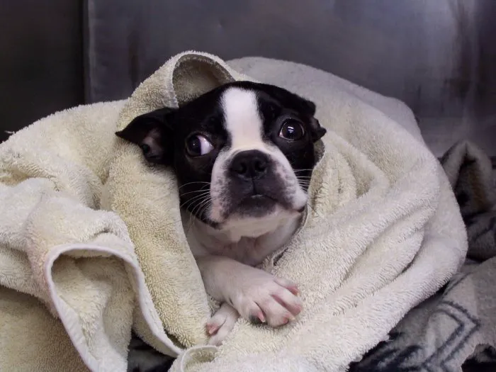 VCA Wickaboag Animal Hospital Picture 9