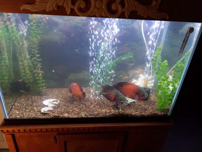Golden's Tropical World Picture 5