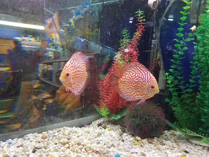 Golden's Tropical World Picture 8