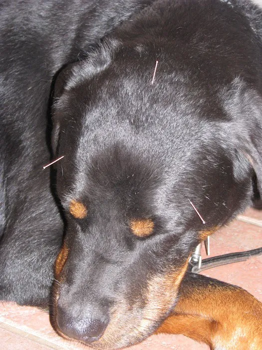Landau Veterinary Services Picture 6