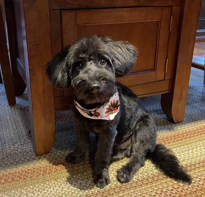 Landau Veterinary Services Picture 8