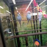 Petco