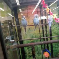 Petco ico