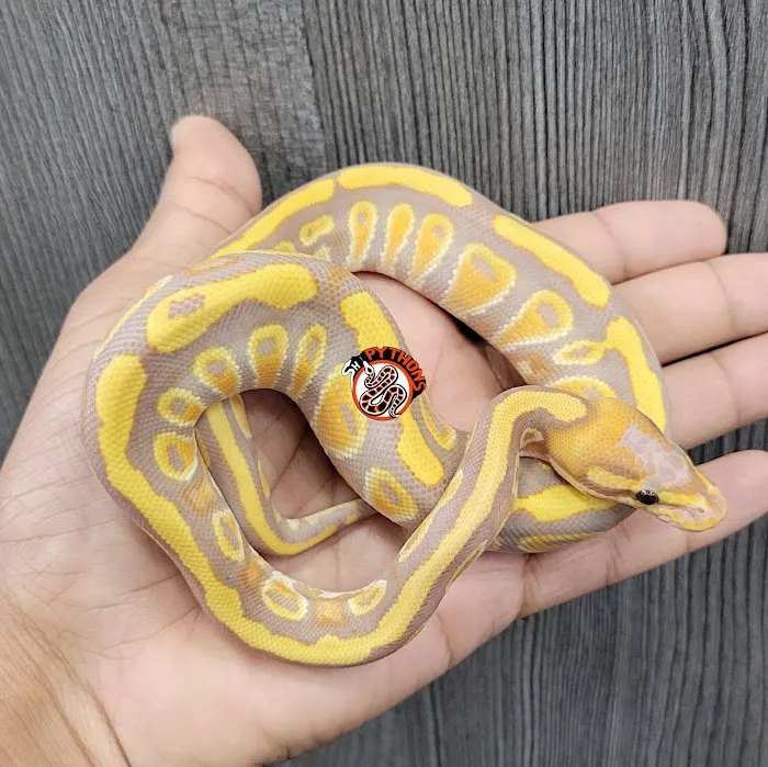 SH Pythons Picture 2