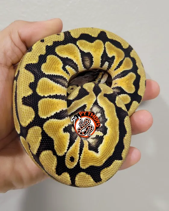 SH Pythons Picture 1