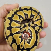SH Pythons ico