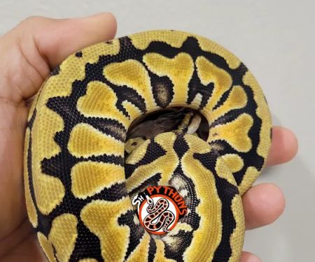 SH Pythons