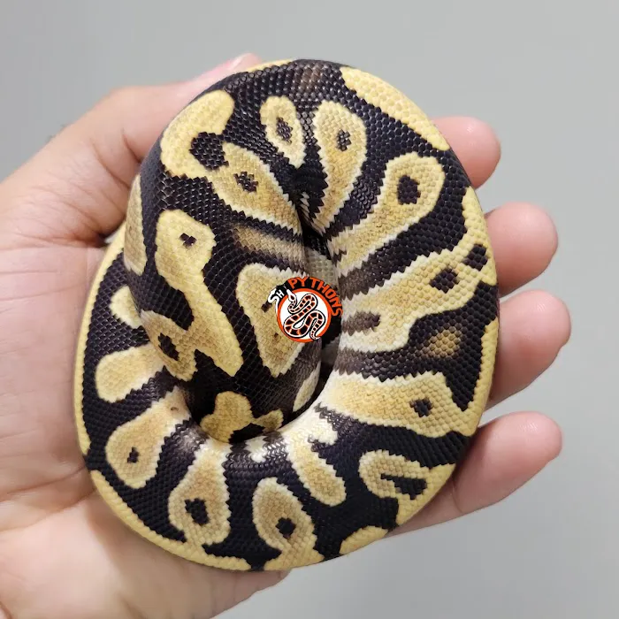 SH Pythons Picture 4