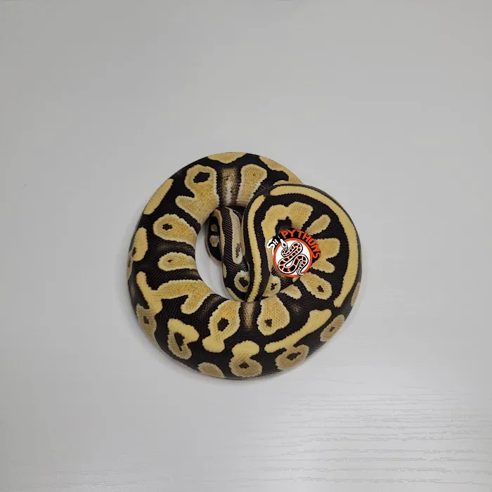 SH Pythons Picture 6