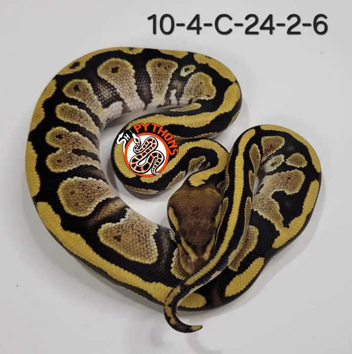 SH Pythons Picture 8