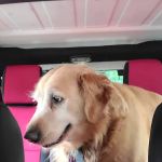 Second Chance Animal Services Community Veterinary Hospital