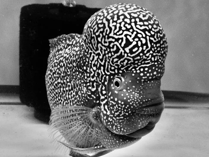 J4 AQUATICS Picture 5
