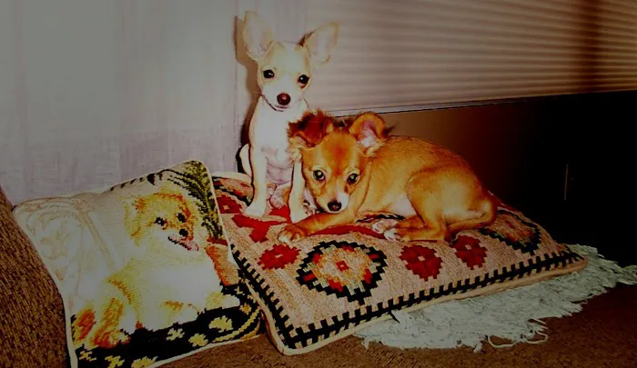 Simsbury Veterinary Hospital Picture 1