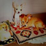 Simsbury Veterinary Hospital