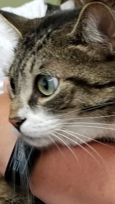 Simsbury Veterinary Hospital Picture 4