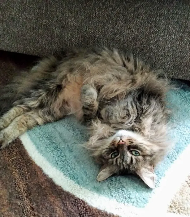 Hillside Veterinary Clinic – Auburn, MA | Central MA Vet Care Picture 1