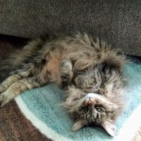 Hillside Veterinary Clinic – Auburn, MA | Central MA Vet Care ico