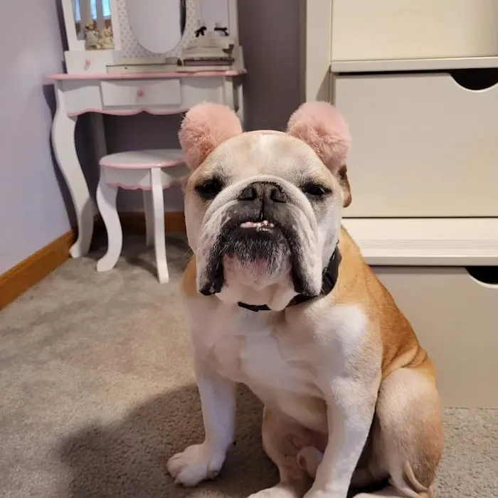 Hillside Veterinary Clinic – Auburn, MA | Central MA Vet Care Picture 10