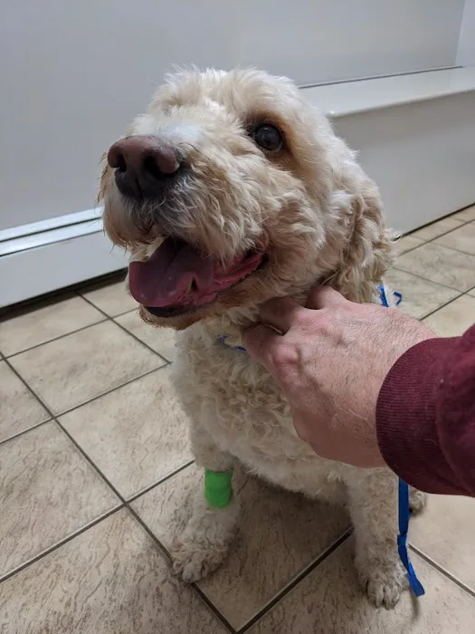 Hillside Veterinary Clinic – Auburn, MA | Central MA Vet Care Picture 8