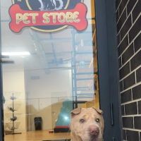 Lucky's Pet Store ico