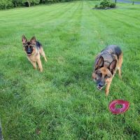 Milbury Animal Clinic ico