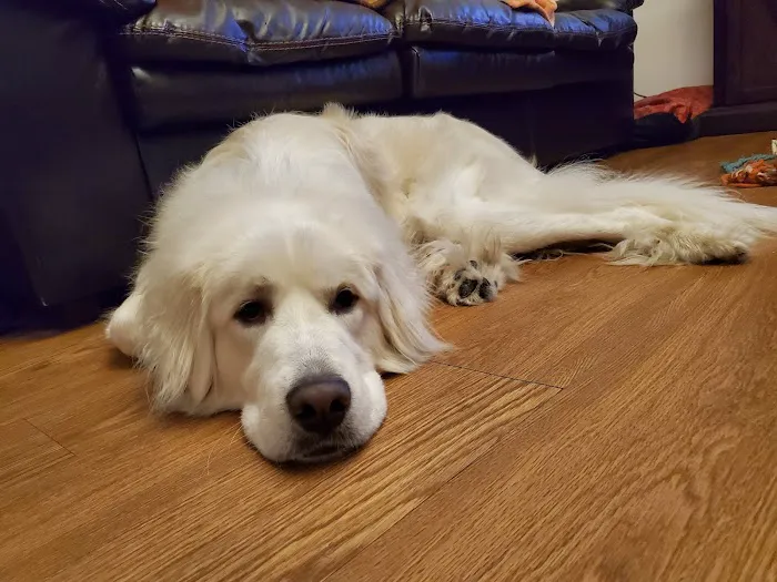 Banfield Pet Hospital Picture 3