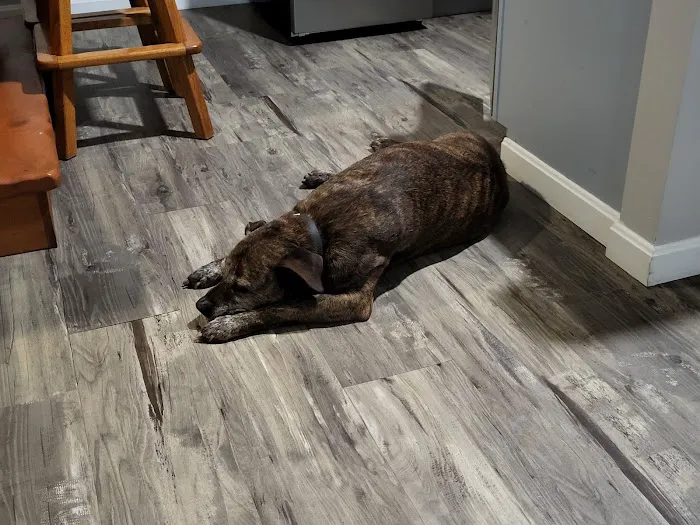 Banfield Pet Hospital Picture 4