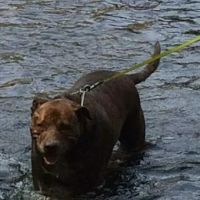 Banfield Pet Hospital ico