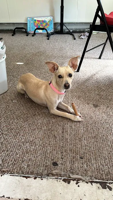 Banfield Pet Hospital Picture 5