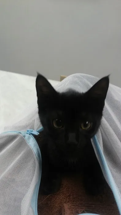 VCA Auburn Animal Hospital Picture 8