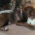 Pet Supplies Plus La Porte