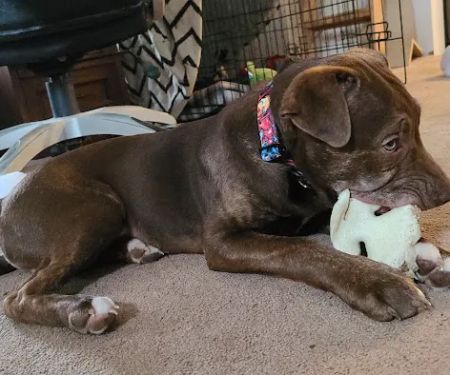 Pet Supplies Plus La Porte